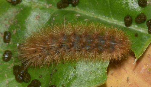 Diaphora mendica